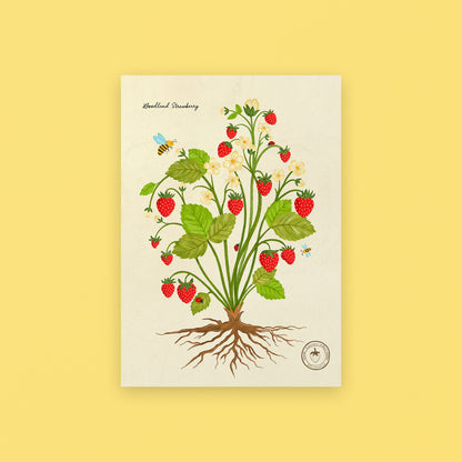 Illustration of a strawberry plant with roots on a yellow background