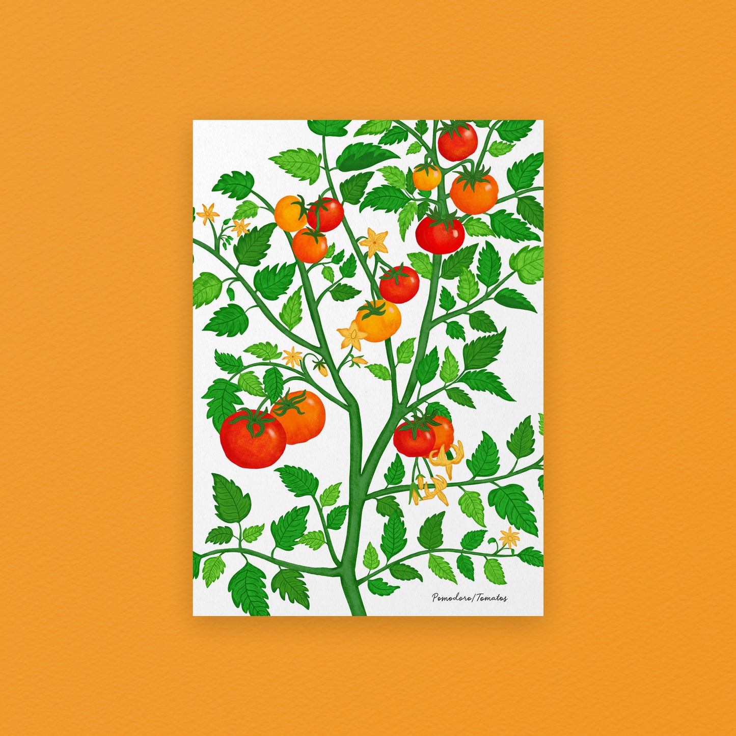 Tomato Plant Giclée Art Print