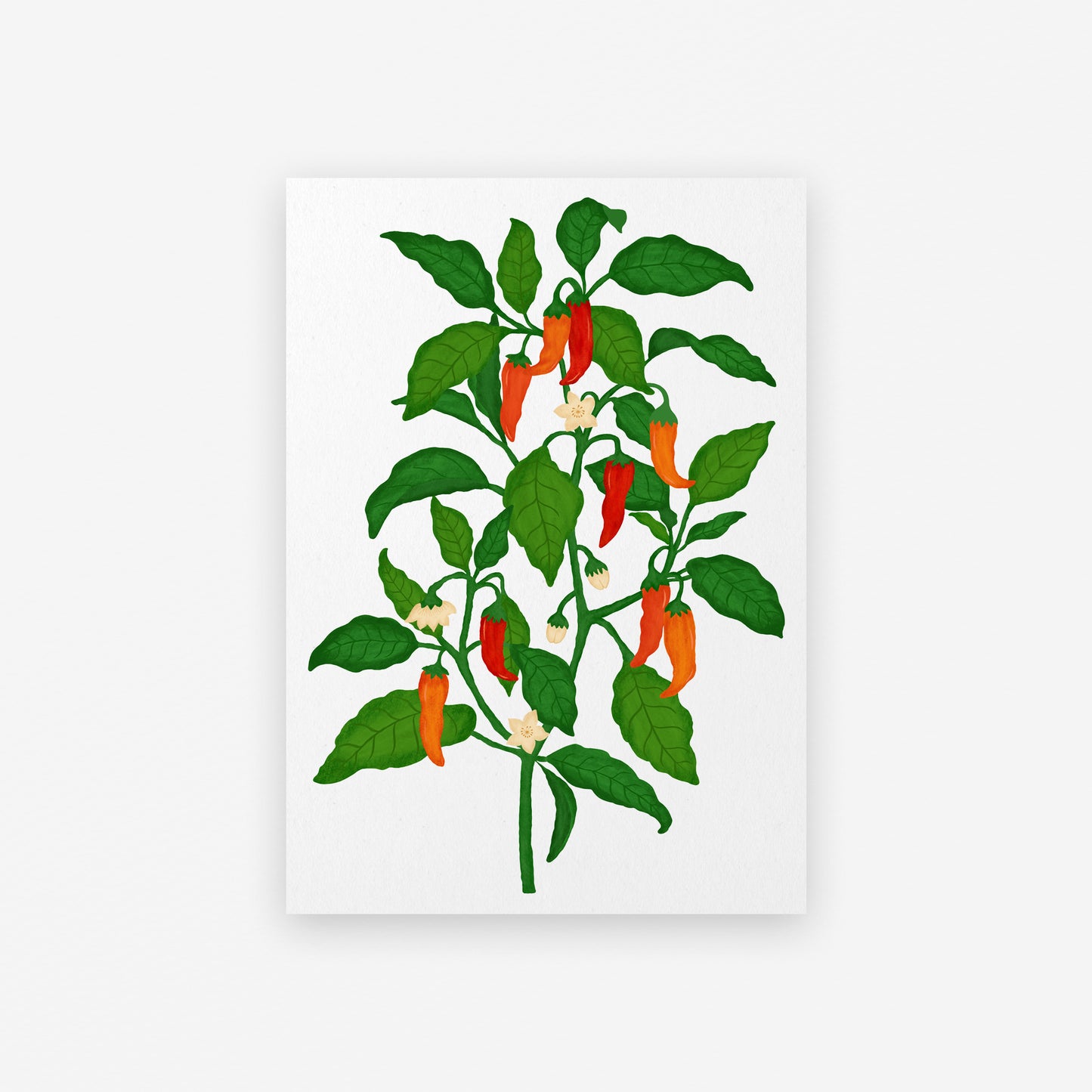 The Mundane gift shop - chilli Plant art print - HOT HOT Chilli collection - Gift for her -  gift for foodies - Gift for birthday