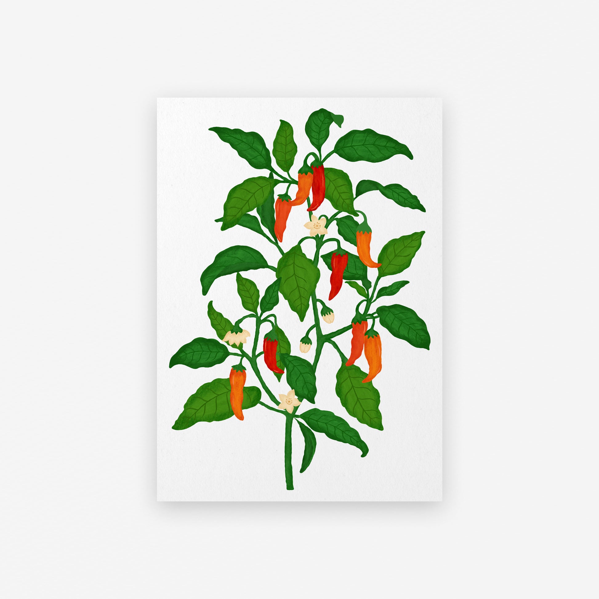 The Mundane gift shop - chilli Plant art print - HOT HOT Chilli collection - Gift for her -  gift for foodies - Gift for birthday