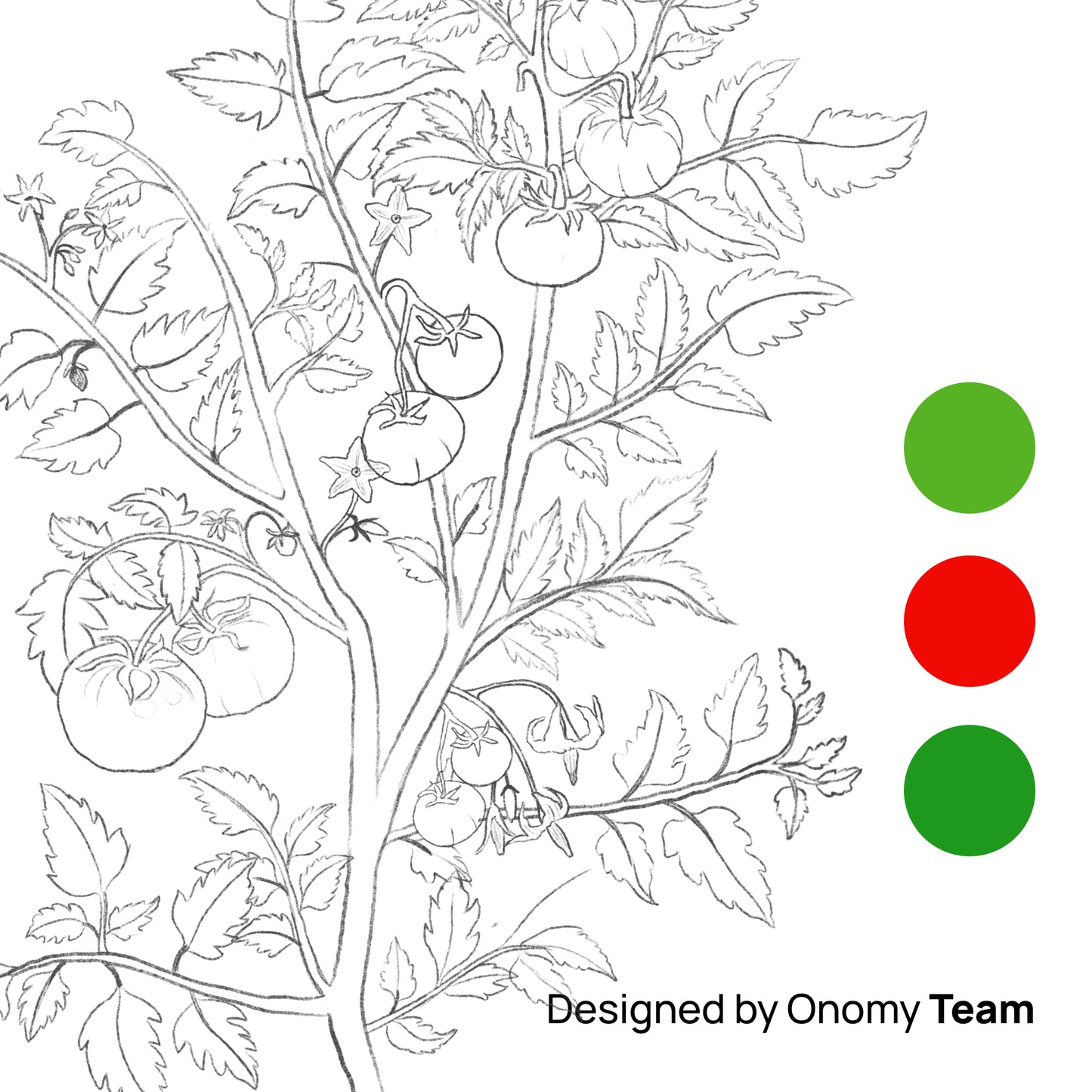Black and white line art illustration of a tomato plant with tomatoes and leaves, alongside three color circles in green and red on a white background, with the text 'Designed by Onomy Team' at the bottom.