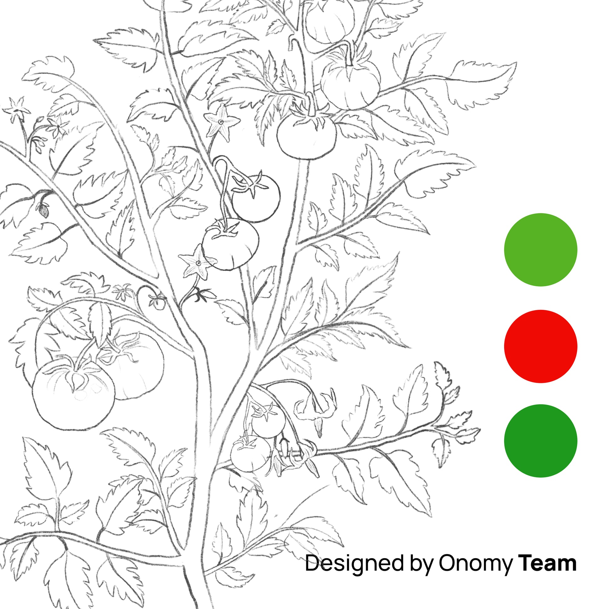 Black and white line art illustration of a tomato plant with tomatoes and leaves, alongside three color circles in green and red on a white background, with the text 'Designed by Onomy Team' at the bottom.