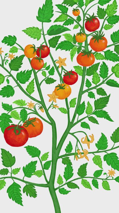 Tomato Plant Giclée Art Print