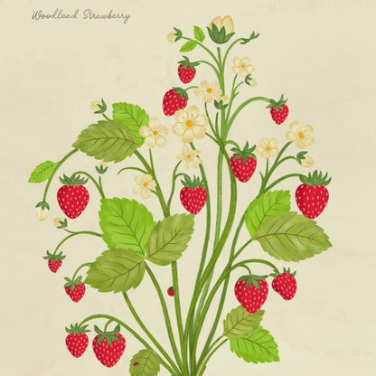 Vintage Scientific Strawberry Plant Giclée Art Print